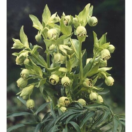 Helleborus foetidus P9 - afbeelding 4