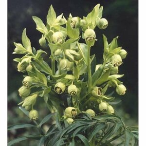 Helleborus foetidus P9 - afbeelding 4