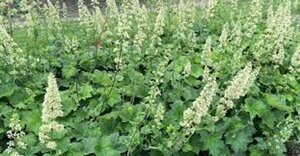 Heuchera villosa macrorrhiza P9 - afbeelding 2