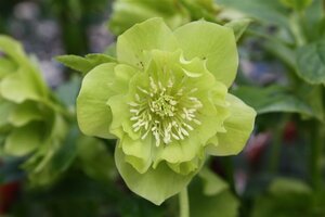 Helleborus orientalis 'Double Ellen Green' P9