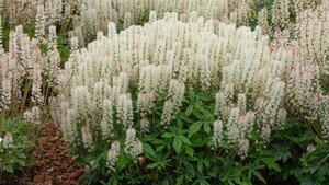 Tiarella 'Spring Symphony' P9