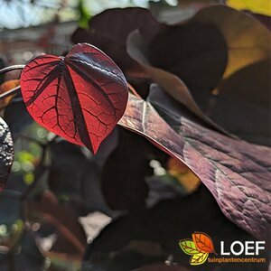 Cercis canadensis 'Forest Pansy'