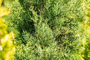 Cupressus semp. 'Pyramidalis'