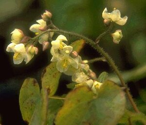 Epimedium pubigerum P9