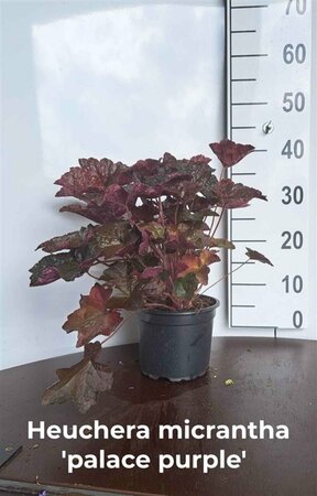 Heuchera micrantha 'Palace Purple' P9 PlanetProof - afbeelding 1