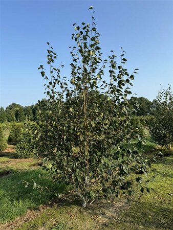 Betula utilis 'Doorenbos' - afbeelding 4