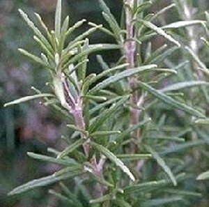 Rosmarinus officinalis - afbeelding 7