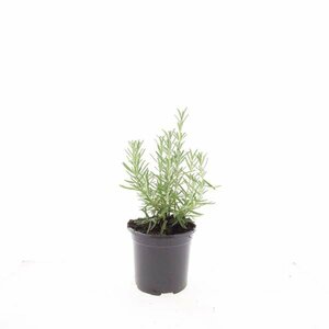 Rosmarinus officinalis - afbeelding 4