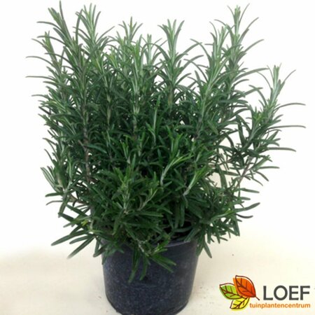 Rosmarinus officinalis - afbeelding 5