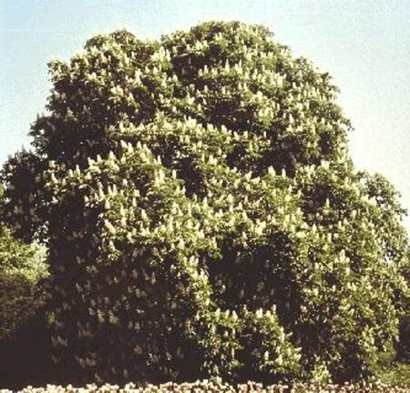 Aesculus hippocastanum 14-16 C. - afbeelding 2