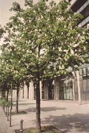 Aesculus hippocastanum 14-16 C. - afbeelding 1