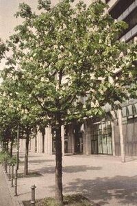 Aesculus hippocastanum 14-16 C.