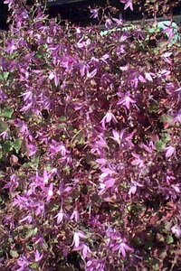 Campanula poscharskyana 'Stella' P9