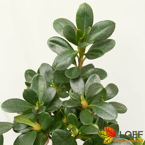 Rhododendron (AJ) 'Geisha Red'