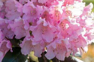 Rhododendron (Y) 'Kalinka'