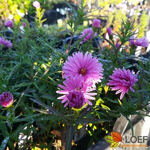 Aster (D) 'Peter Harrison' P9