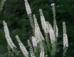 Actaea racemosa P9