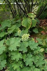 Heuchera villosa P9