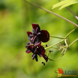 Akebia quinata