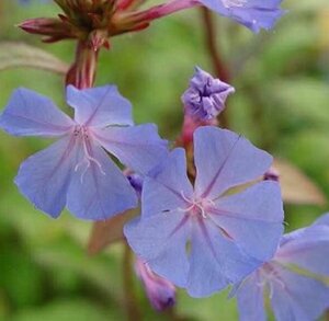 Ceratostigma willmottianum P9