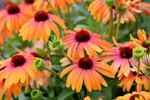Echinacea purpurea 'Rainbow Marcella' P9