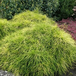 Chamaecyparis pisifera 'Sungold'