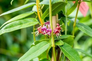 Lonicera henryi