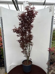 Acer palmatum 'Skeeter's Broom'