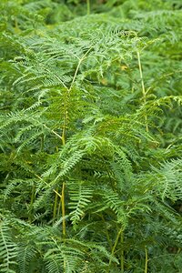 Pteridium aquilinum P9
