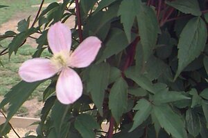 Clematis montana 'Rubens' C2