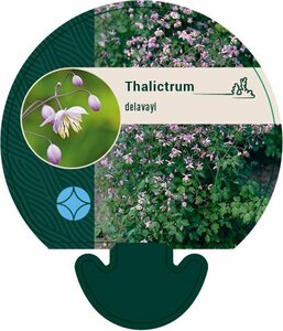 Thalictrum delavayi P9