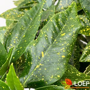 Aucuba japonica 'Variegata'
