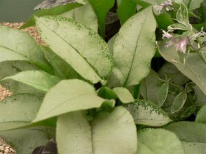 Pulmonaria 'Majesté' P9