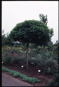 Catalpa bignonioides 'Nana'