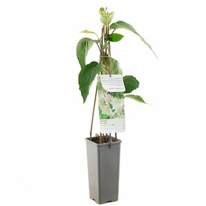 Actinidia deliciosa 'Atlas'