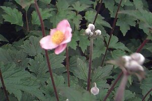 Anemone hupehensis 'September Charm' C2