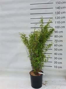 Fargesia nitida 'Volcano'