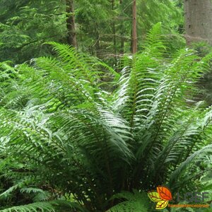 Dryopteris affinis C2
