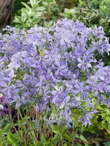 Phlox divaricata 'Clouds of Perfume' P9
