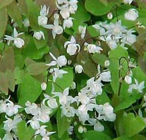 Epimedium youngianum 'Niveum' P9 - afbeelding 3