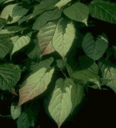 Actinidia kolomikta - afbeelding 3