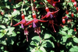 Fuchsia 'Mrs Popple' P9