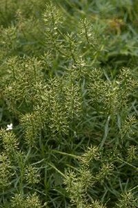 Iberis sempervirens P9