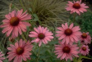 Echinacea purpurea P9