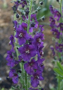 Verbascum phoeniceum P9