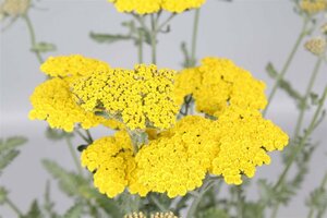 Achillea 'Moonshine' P9 - afbeelding 2