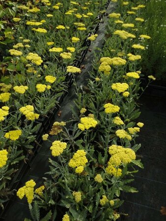 Achillea 'Moonshine' P9 - afbeelding 4