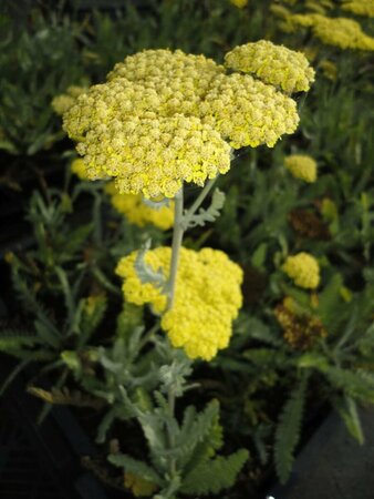 Achillea 'Moonshine' P9 - afbeelding 3