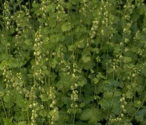 Tellima grandiflora P9