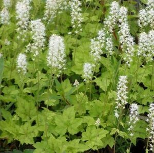 Tiarella cordifolia 'Moorgrün' P9